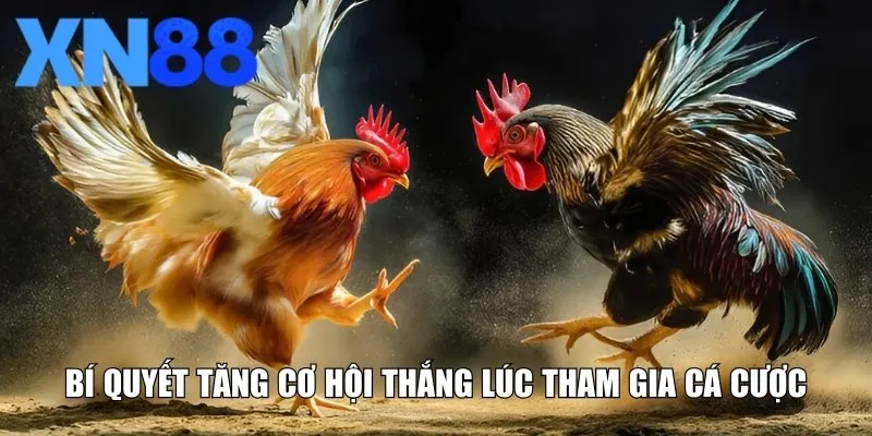 Bí quyết tăng cơ hội thắng lúc tham gia cá cược