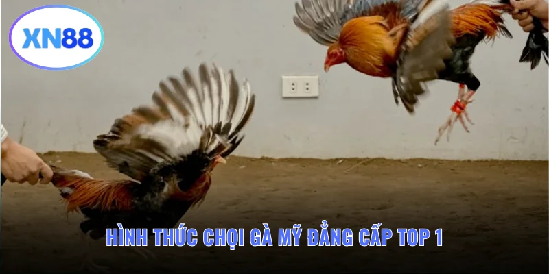 Hình thức chọi gà Mỹ đẳng cấp top 1