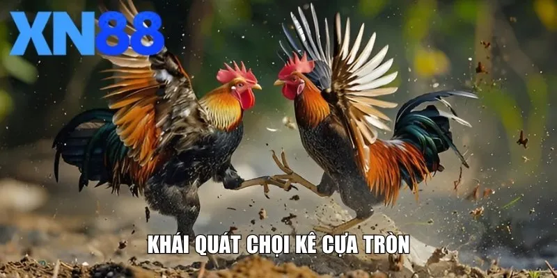 Khái quát về hình thức chọi kê cựa tròn