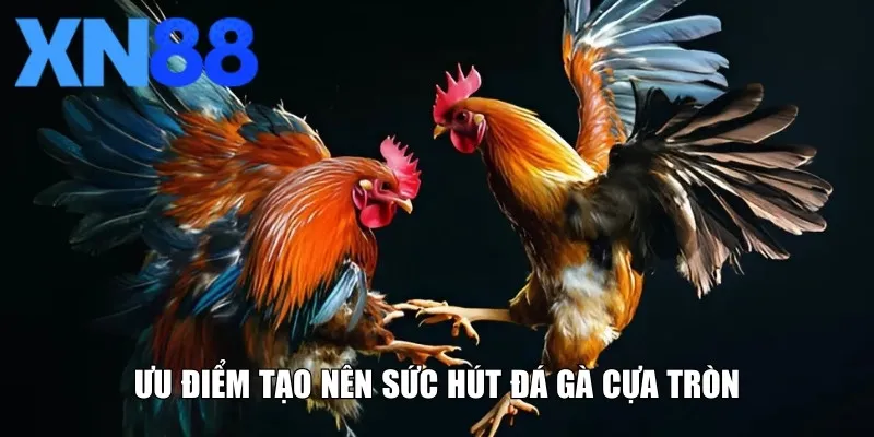 Ưu điểm đặc biệt tạo nên sức hút đá gà cựa tròn